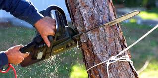 How Our Tree Care Process Works  in  Hastings, MI