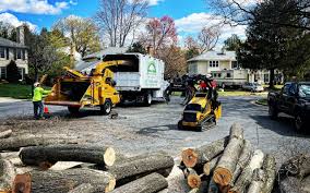 Reliable Hastings, MI Tree Care Solutions