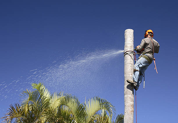 Best Arborist Consultation Services  in Hastings, MI