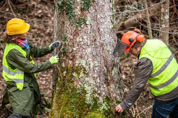 Best Root Management and Removal  in Hastings, MI