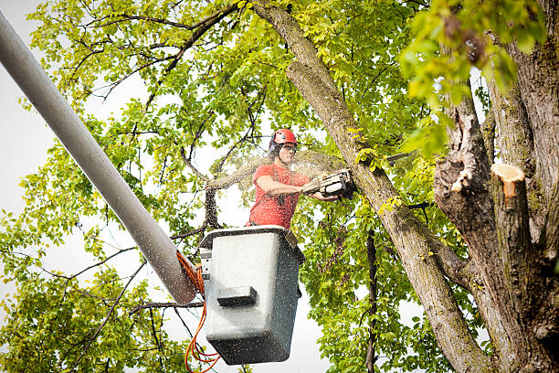 Best Storm Damage Tree Cleanup  in Hastings, MI