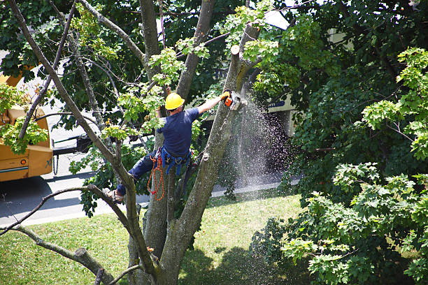 Best Tree and Shrub Care  in Hastings, MI